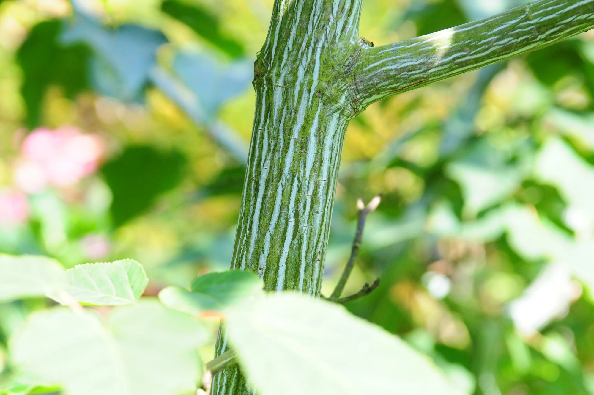 Close-up van een boomstam met witgroene strepen en bladeren op de achtergrond.