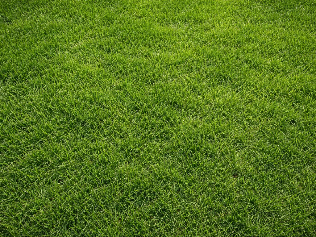 Gras voller maken: stappenplan voor een dicht gazon in NL